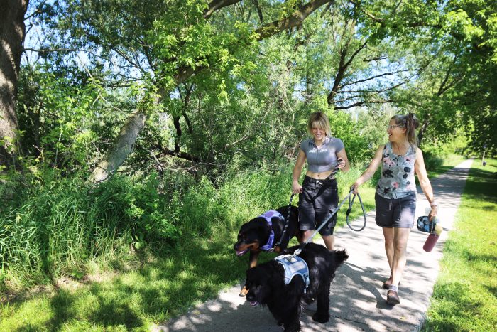 Friends Walking Dogs On Red Arrow Pathway