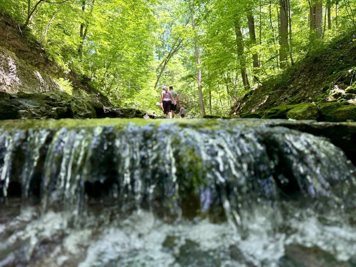Family exploring a wooded stream.