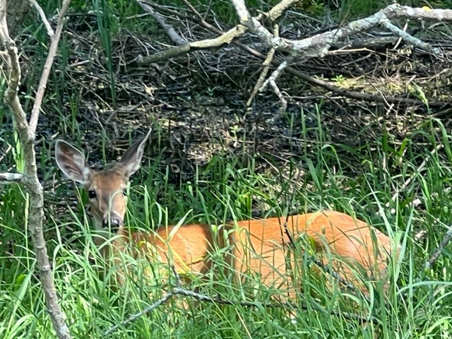 Deer lying in the shade surrounded by grass and trees